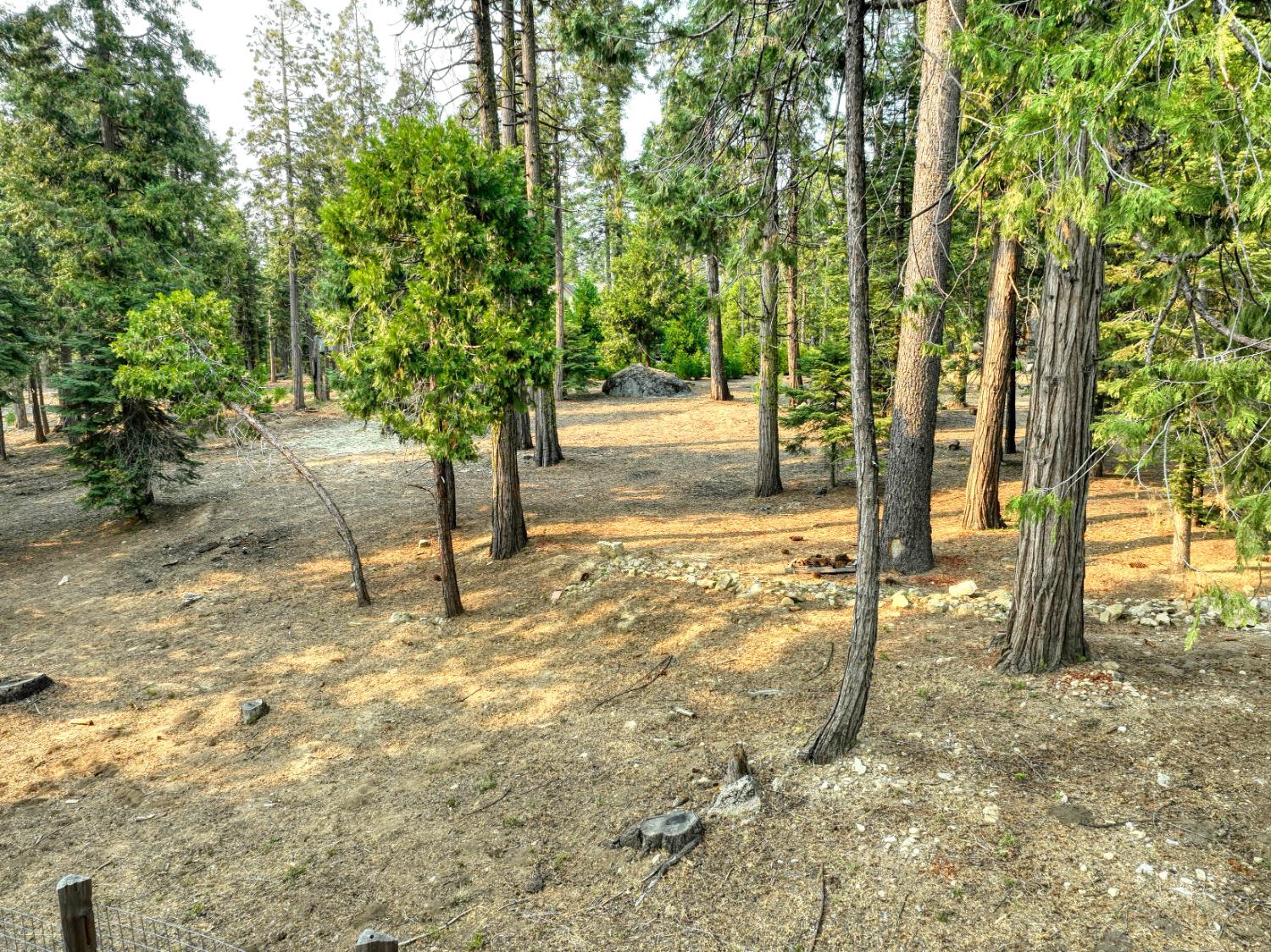 38848 Ridge Road Shaver Lake, CA 93664 - Photo 72 of 81 a view of a yard with plants and trees