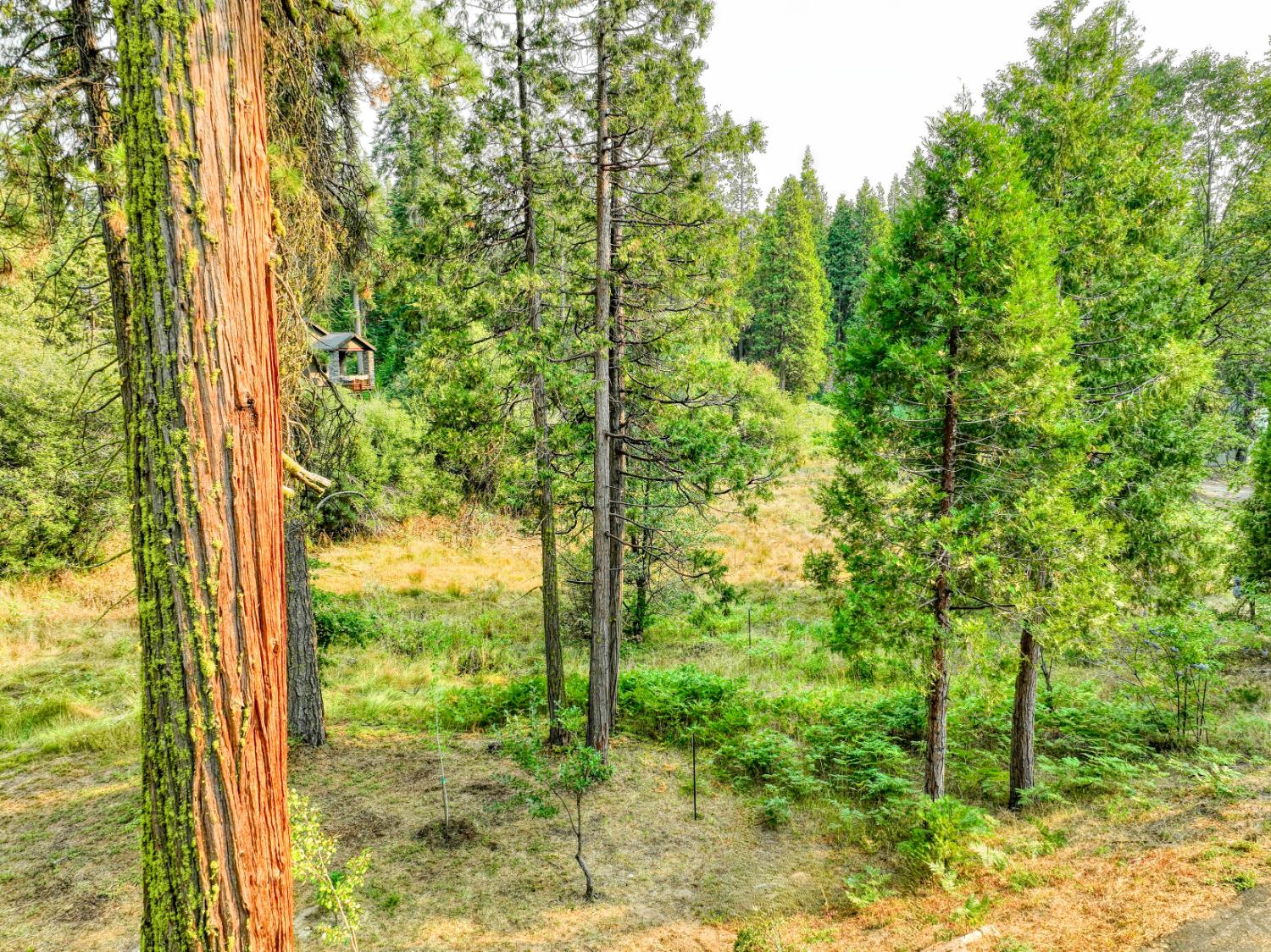 38848 Ridge Road Shaver Lake, CA 93664 - Photo 79 of 81 a view of a garden from a window