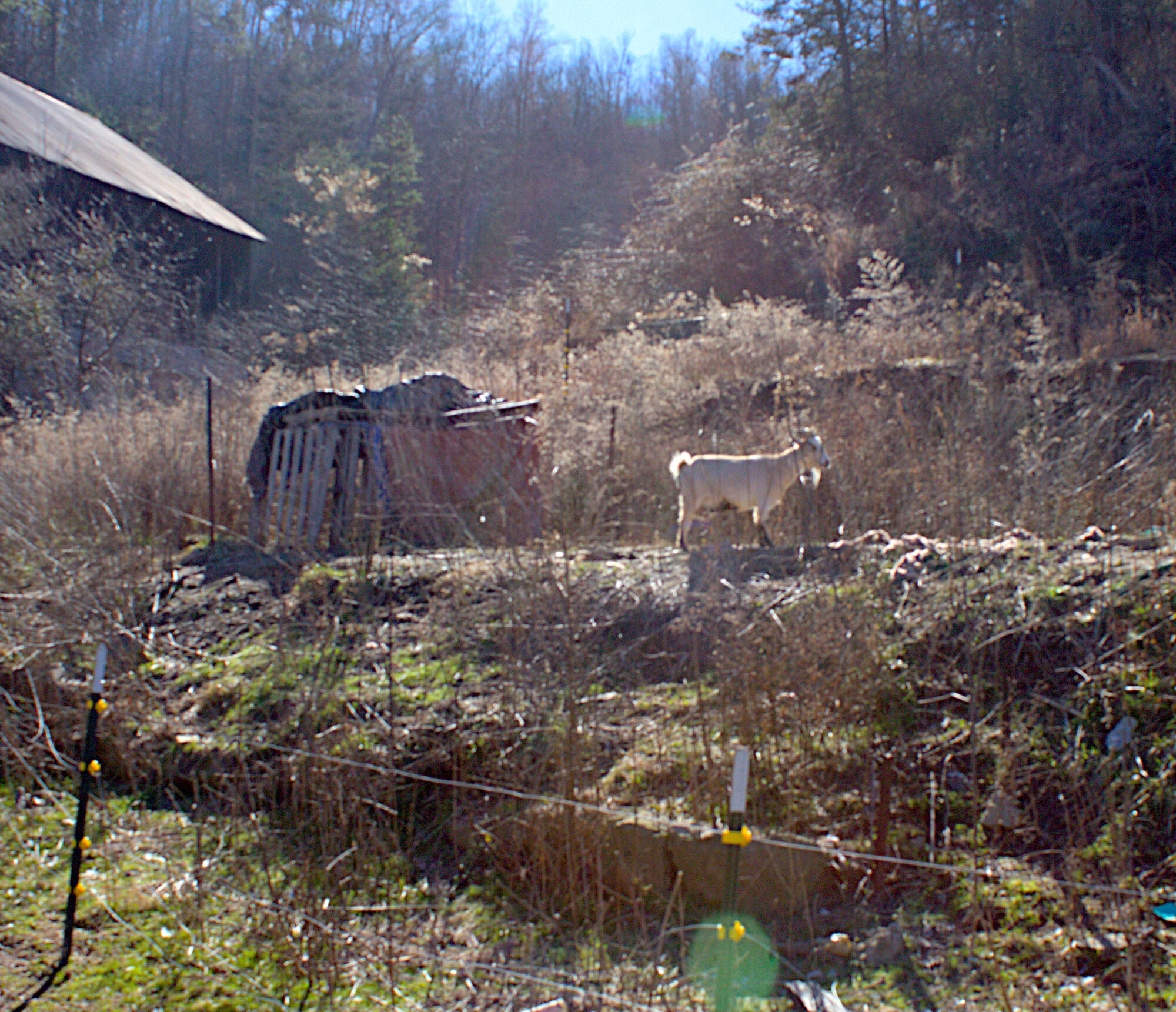 2006 Reed Branch Road Manchester, KY 40962 - Photo 53 of 53 the-goat2
