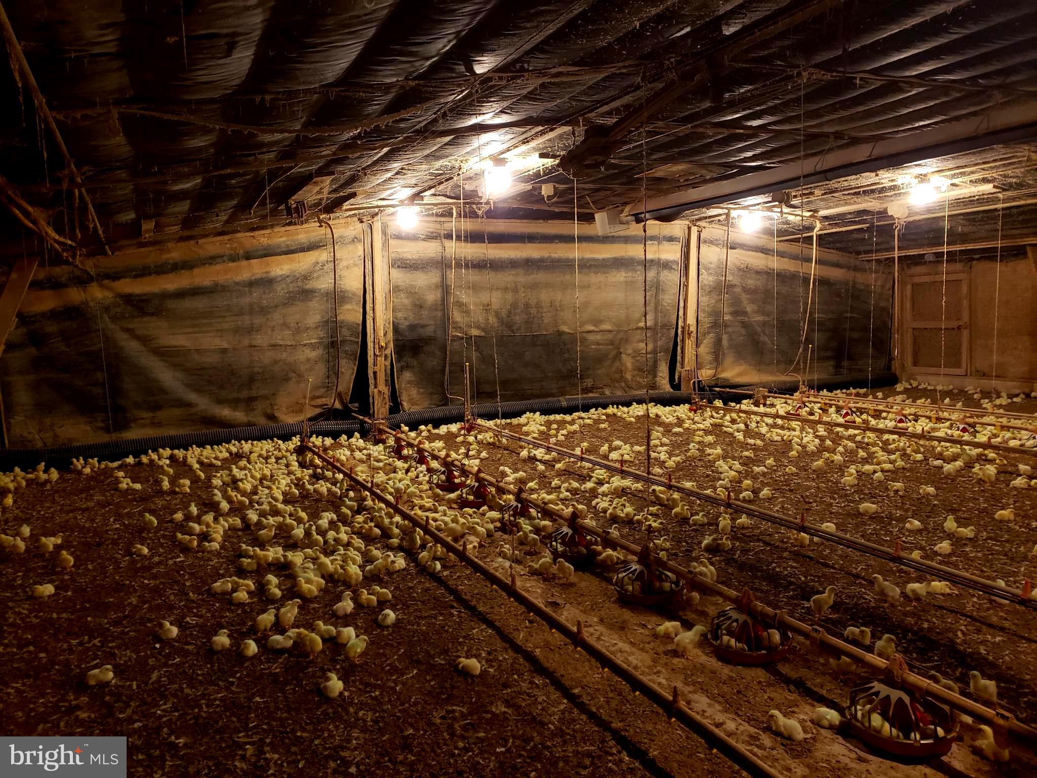 18588 Sand Hill Road Georgetown, DE 19947 - Photo 13 of 72 Inside of Chicken House