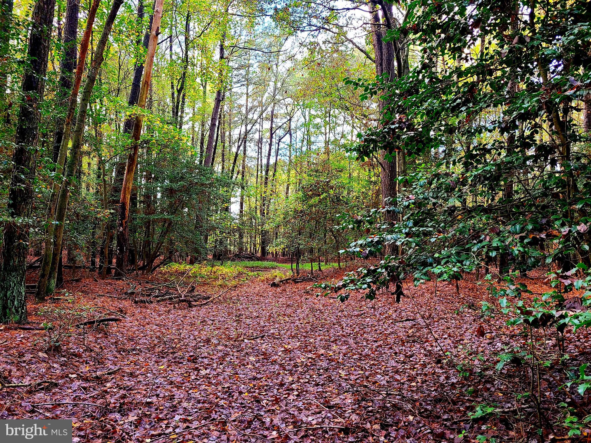 18588 Sand Hill Road Georgetown, DE 19947 - Photo 57 of 72 3 Acres Of Wooded bliss