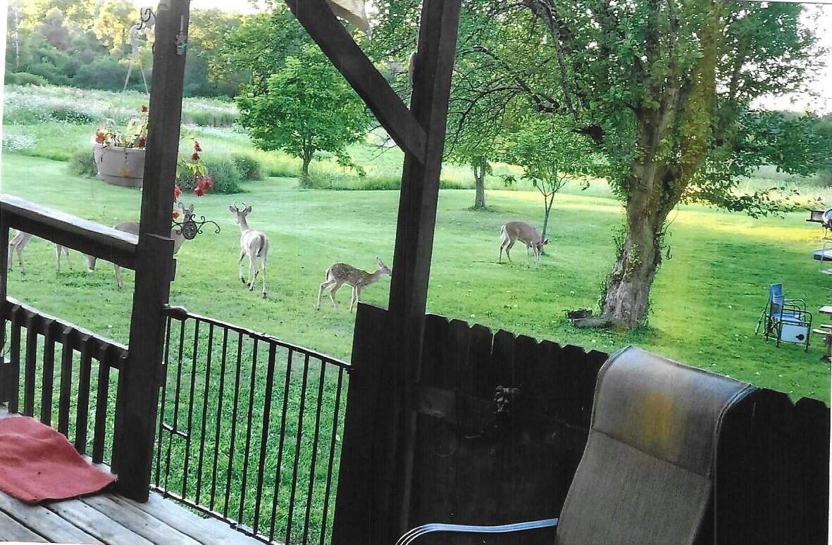 6160 Somerset Road Addison, MI 49220 - Photo 28 of 43 Deer off side porch