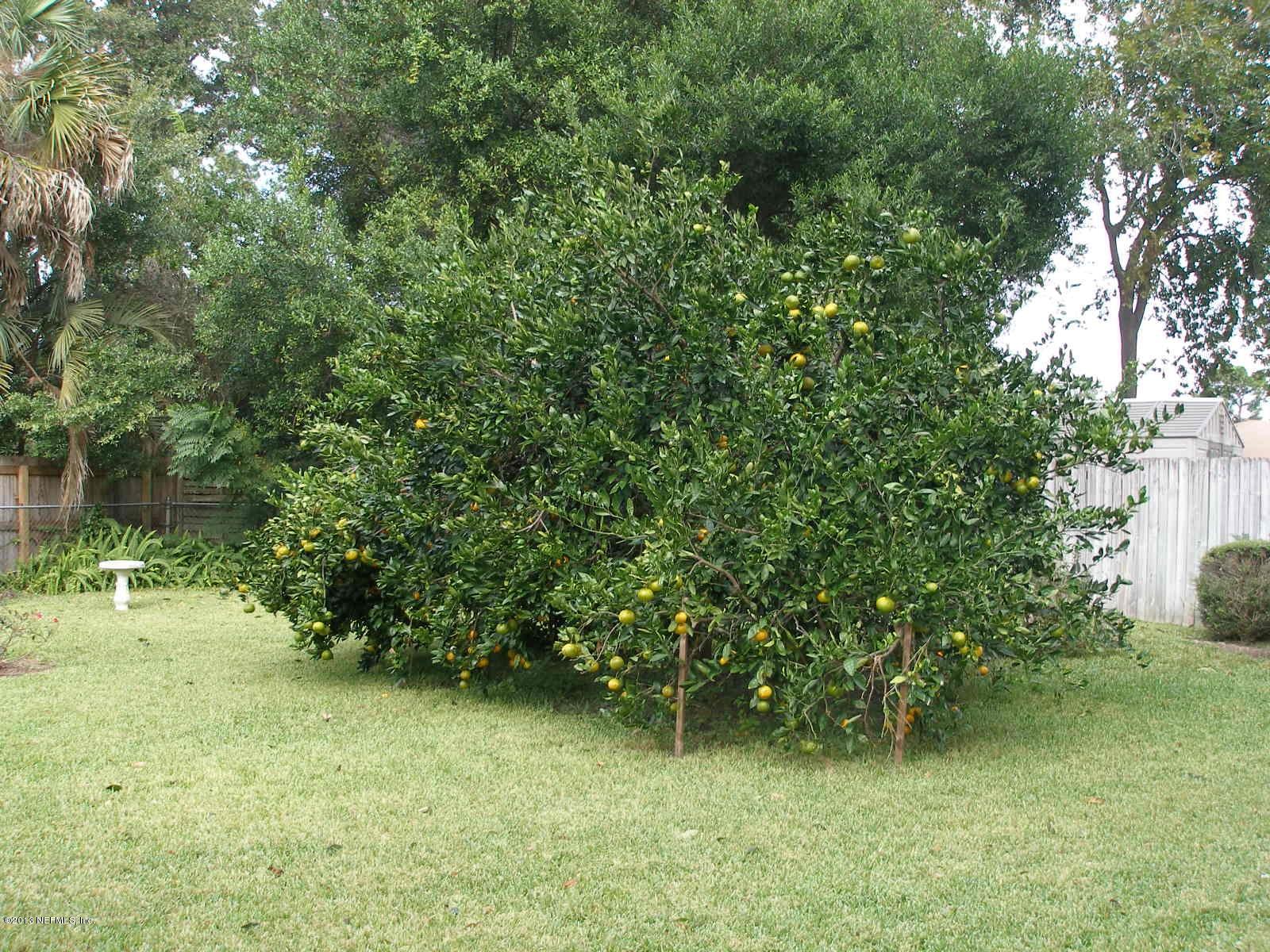 8081 Alderman Road Jacksonville, FL 32211 - Photo 2 of 16 Orange Tree