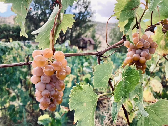 $1,555,000 | 18261 Rd G, Cortez, CO 81321