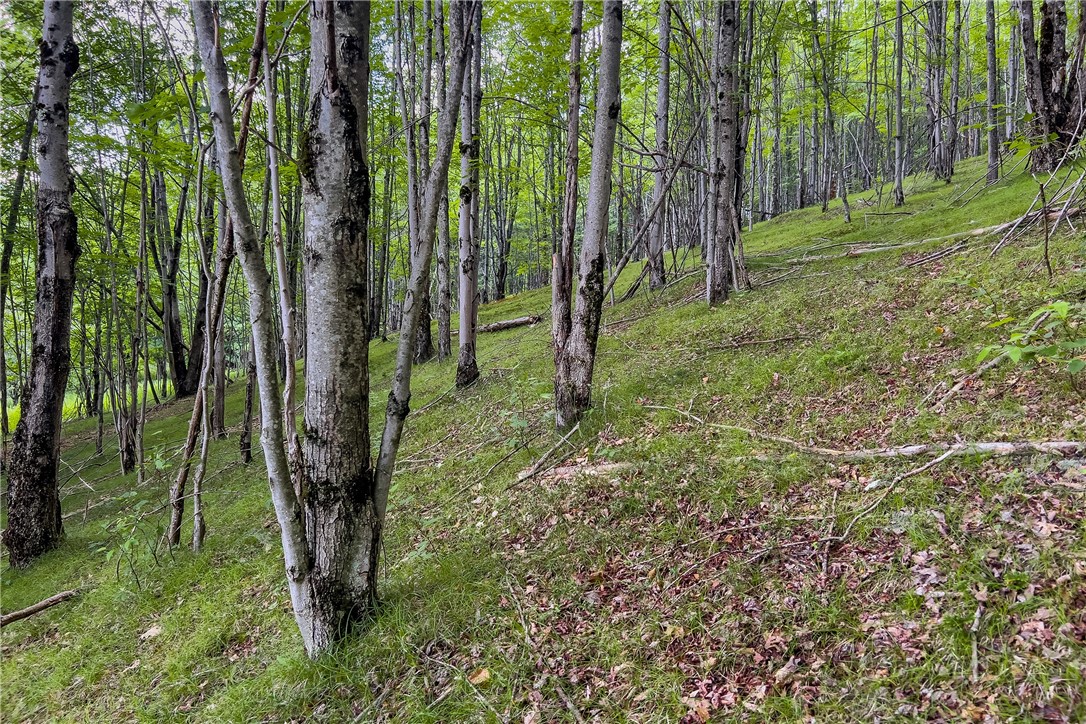 Lot 23 Lynch Road Delhi, NY 13753 - Photo 17 of 50 Gallery Image 17