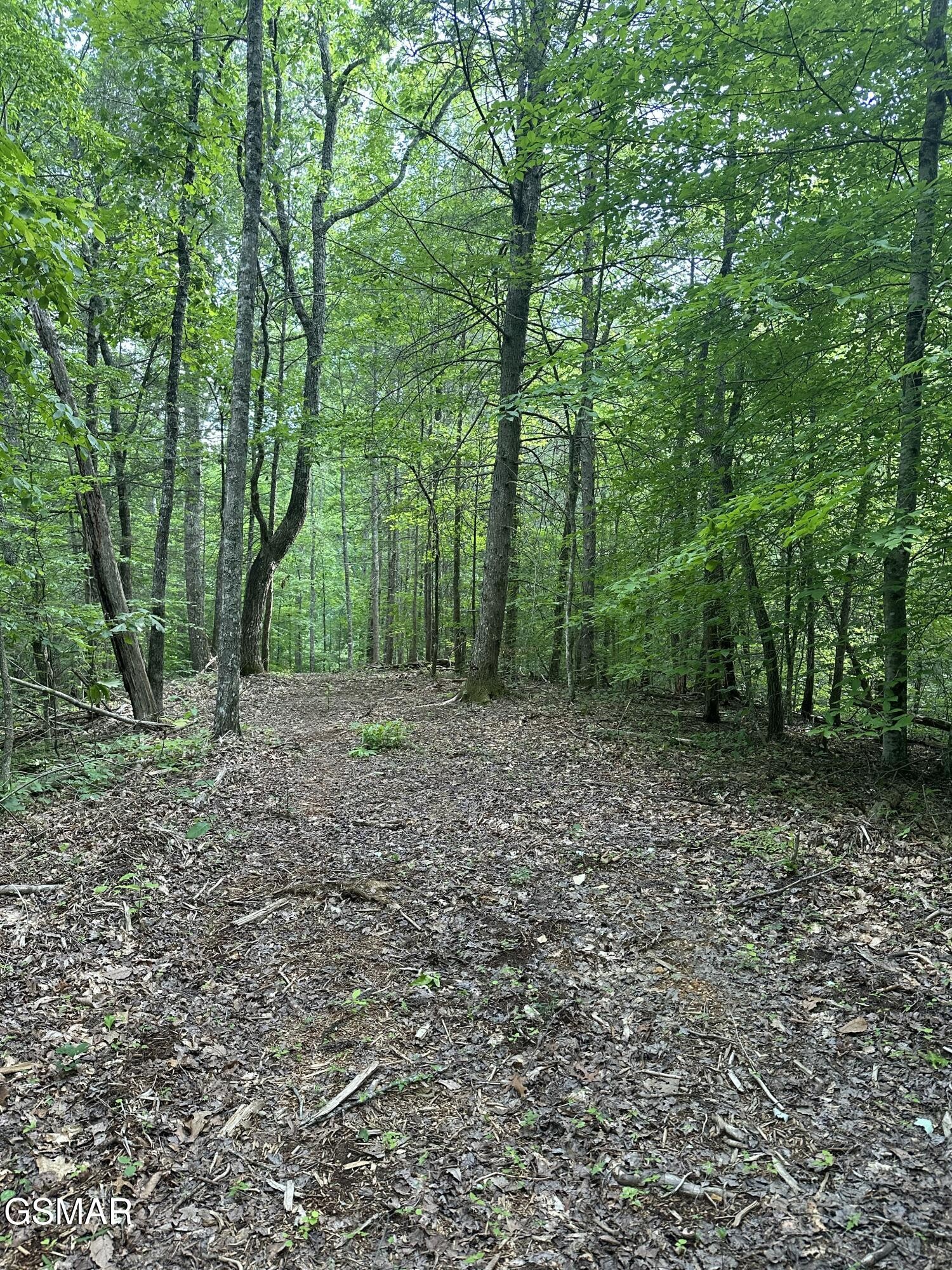 0 Little Bear Road Cosby, TN 37722 - Photo 38 of 46 Gallery Image 38