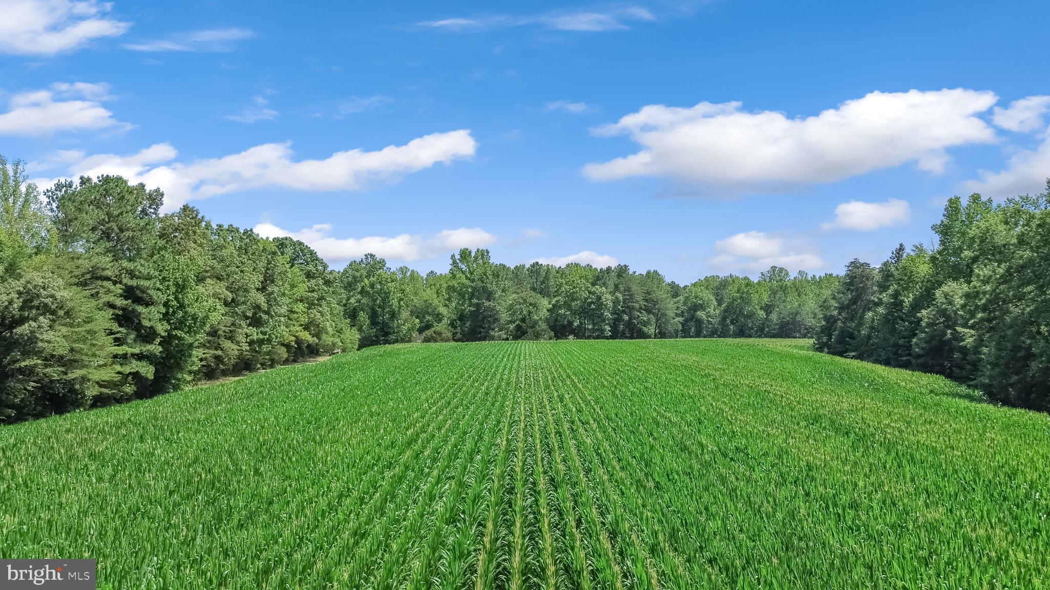 0 Todd Lane Ruther Glen, VA 22546 - Photo 2 of 8 Lush green fields under a bright sky.