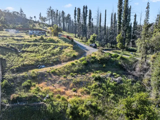a view of a yard with plants and large trees