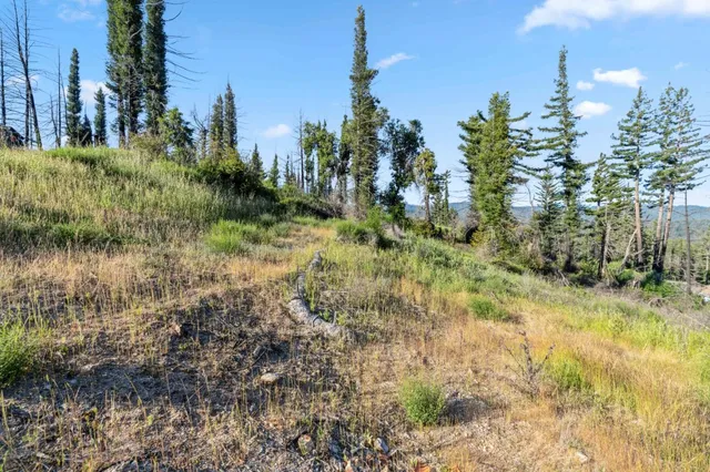 a view of a garden with large trees