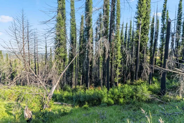 a view of a yard with palm trees