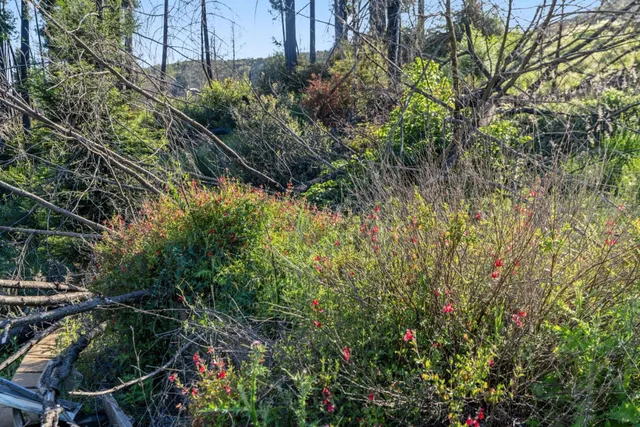 a view of a yard with plants and trees