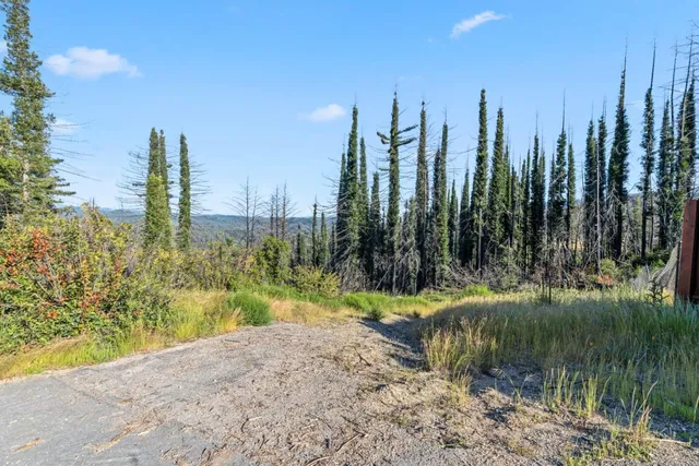 a view of a city with tall trees