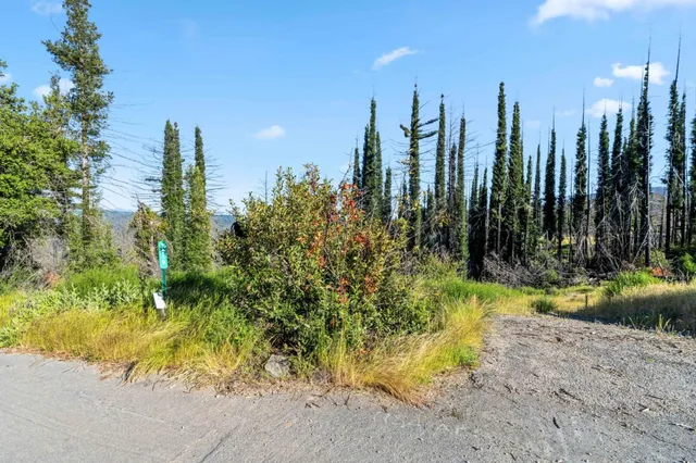 a view of small yard with large trees