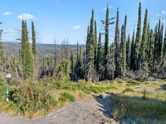 a view of a city with tall trees