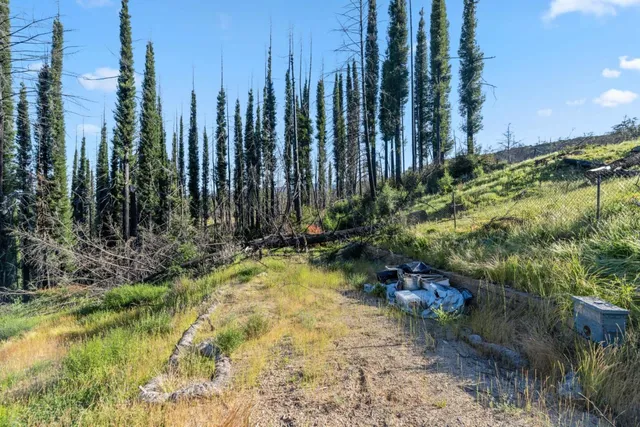 a view of a yard with plants and trees