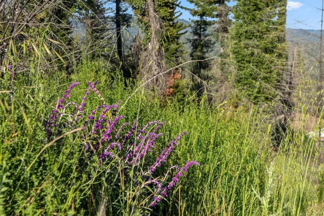 a view of house with yard and green space