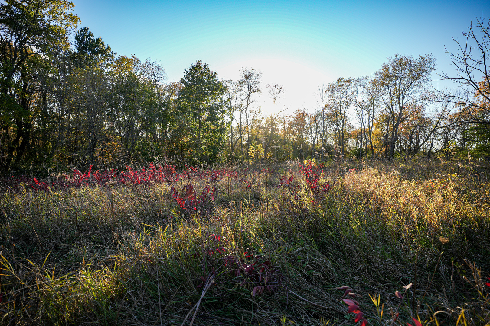 0 North Mt Vernon Road Forreston, IL 61030 - Photo 44 of 54 Gallery Image 44