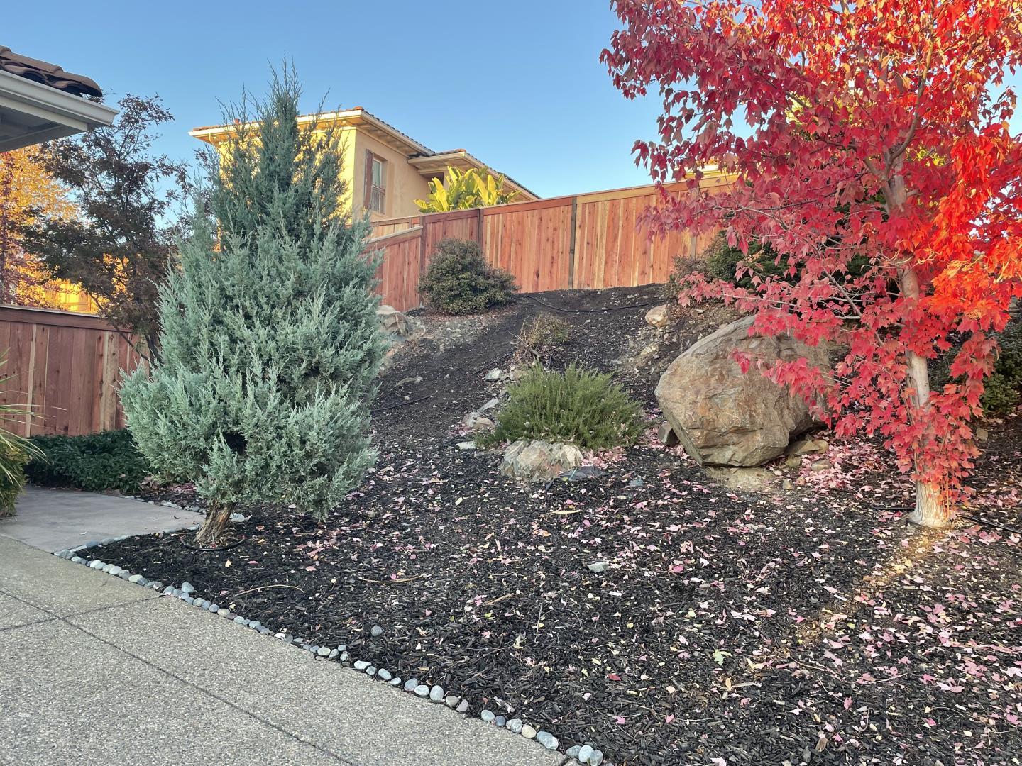 5100 Thalia Drive El Dorado Hills, CA 95762 - Photo 15 of 60 a view of a backyard with plants and a large tree