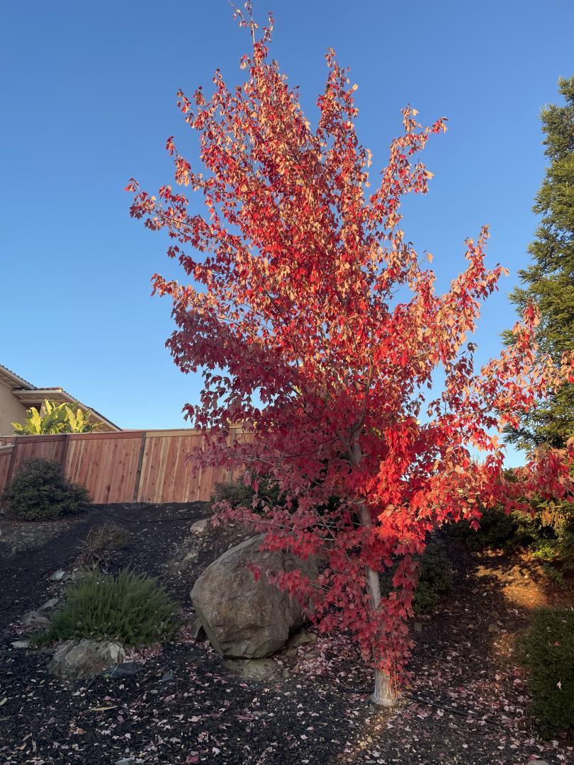 5100 Thalia Drive El Dorado Hills, CA 95762 - Photo 59 of 60 a view of a tree with a tree in the background