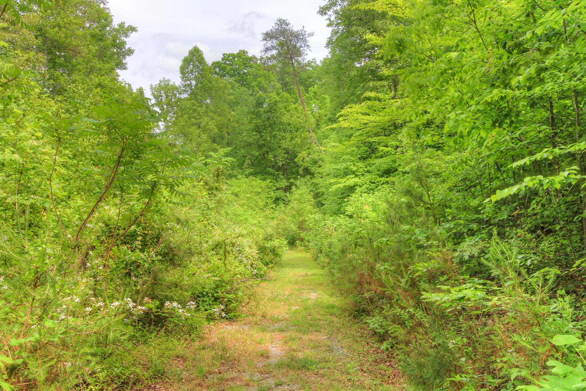 845 Cloyds Church Road Greenback, TN 37742 - Photo 22 of 28 Road to back of property