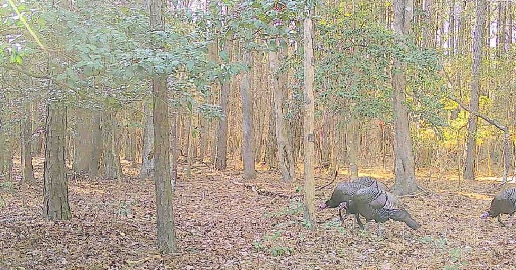 11.770 Daugherty Road Onancock, VA 23417 - Photo 13 of 13