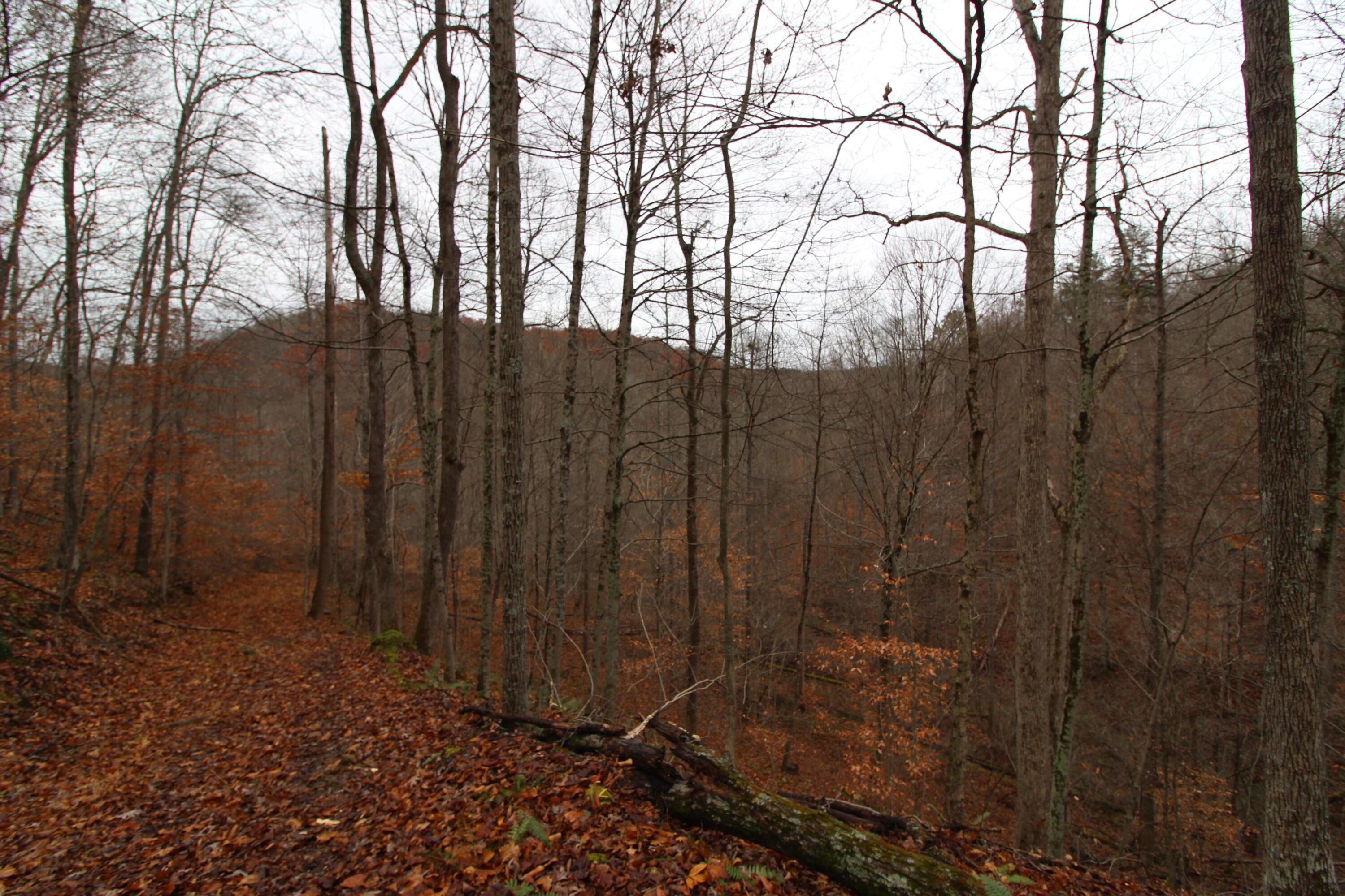 0 Wilson Run Road New Matamoras, OH 45767 - Photo 12 of 34 IMG_3556