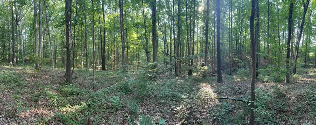 a view of forest