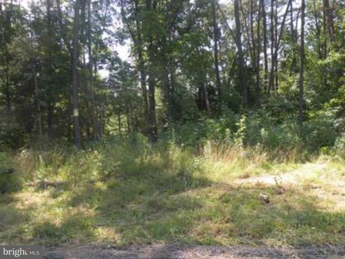 4 Old Mill Road Culpeper, VA 22701 - Photo 9 of 27 Wooded View / Acreage