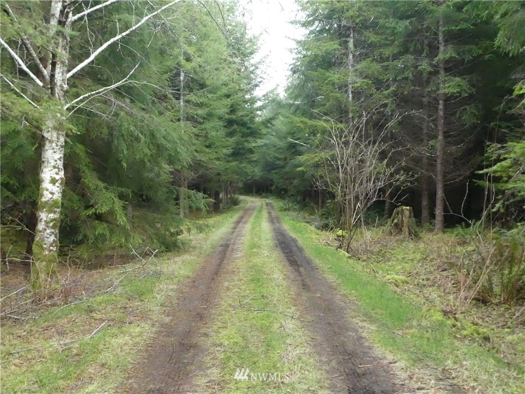 99999 Moriarty Road Forks, WA 98331 - Photo 3 of 17 Gallery Image 3