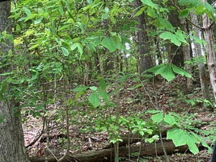 1275 Taylor Road Hiawassee, GA 30546 - Photo 29 of 56 Gallery Image 29