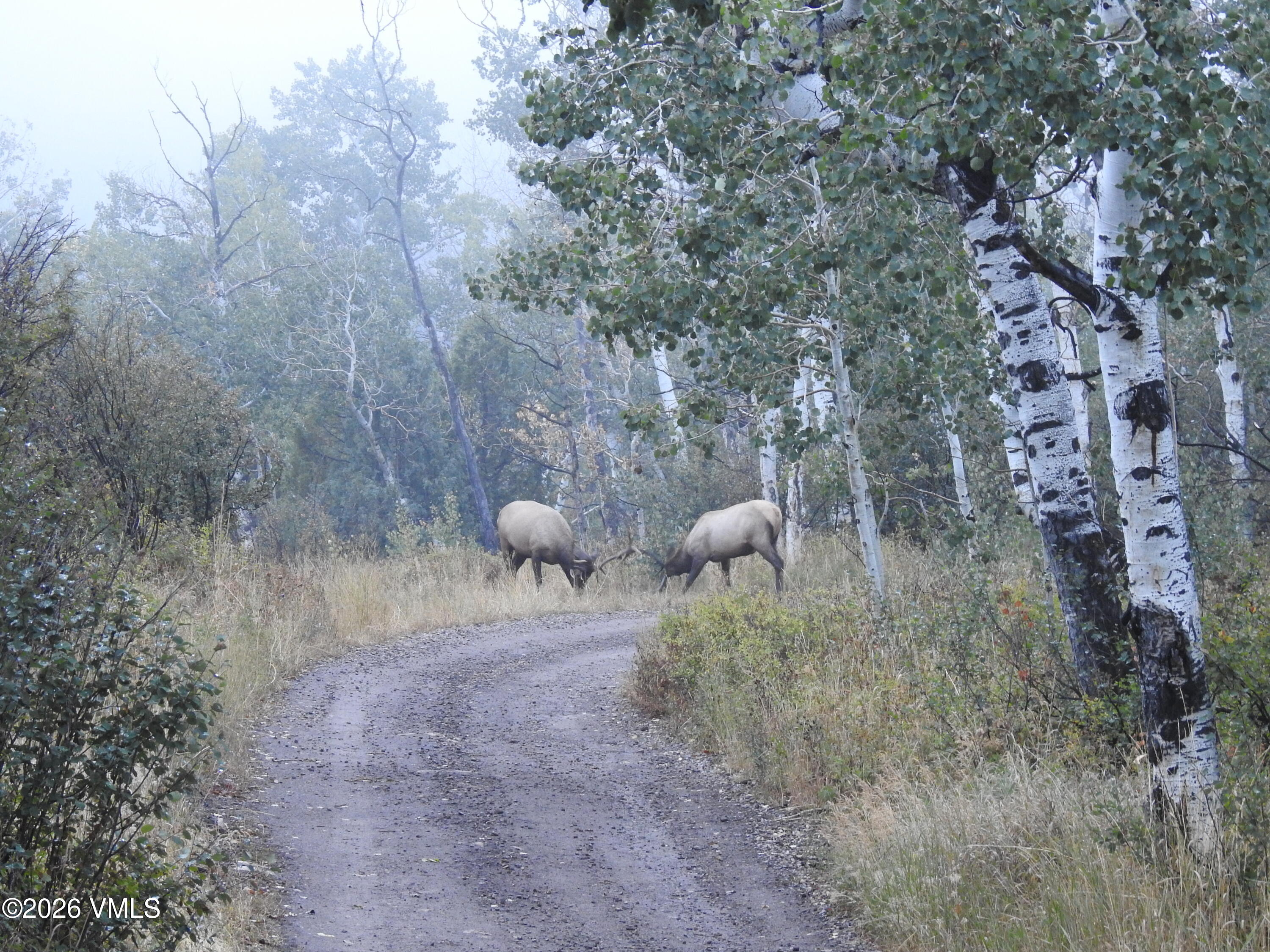 6010 Salt Creek Road Eagle, CO 81631 - Photo 60 of 69 Bulls from Driveway