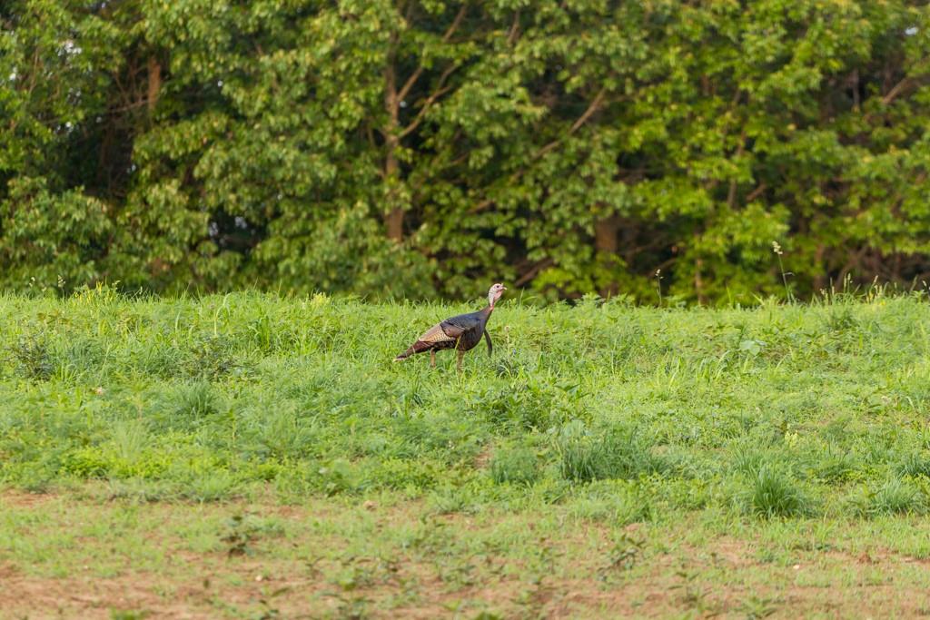 0 Little Platte Road Edgerton, MO 64444 - Photo 40 of 53