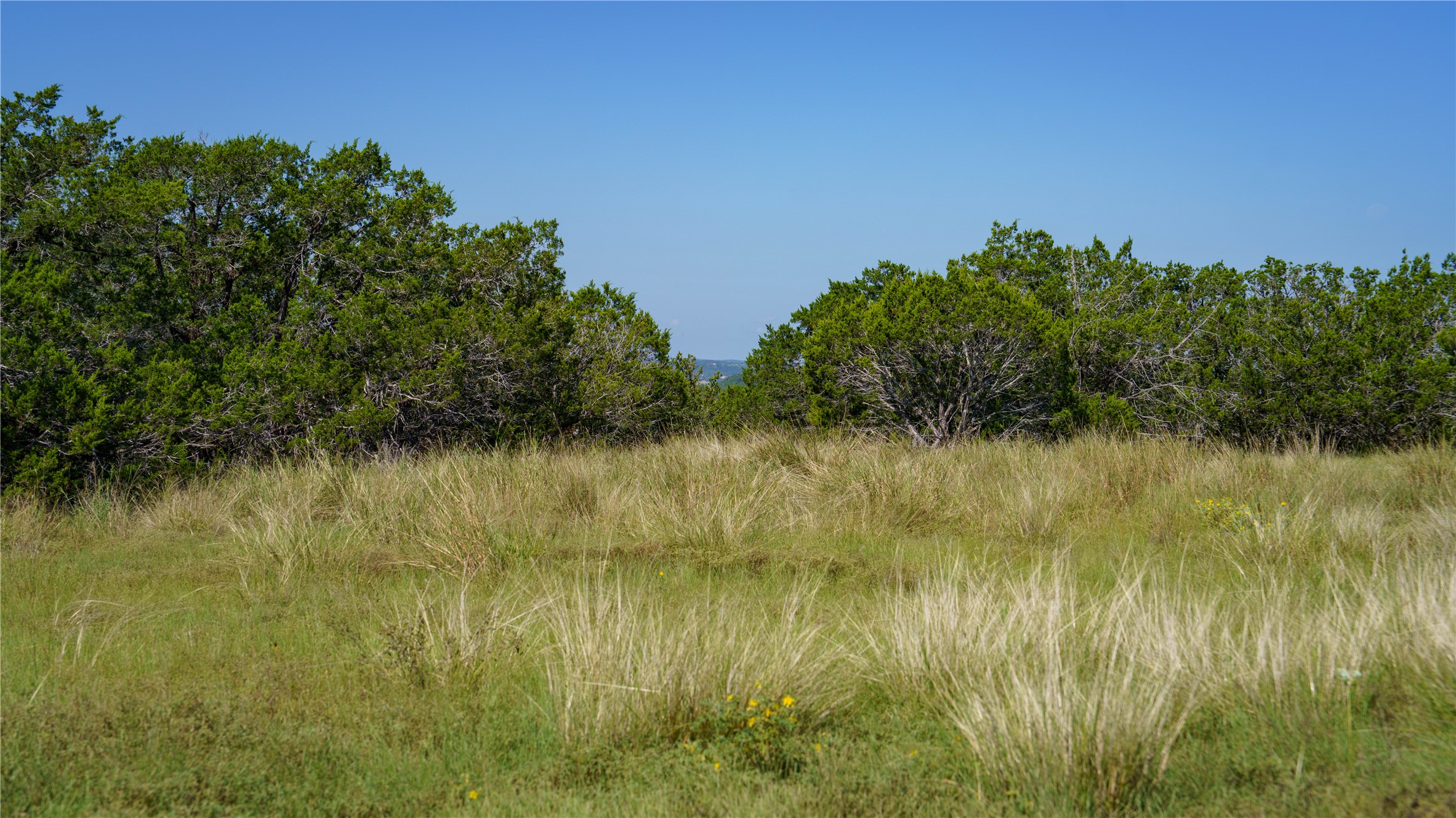 View of wooded area