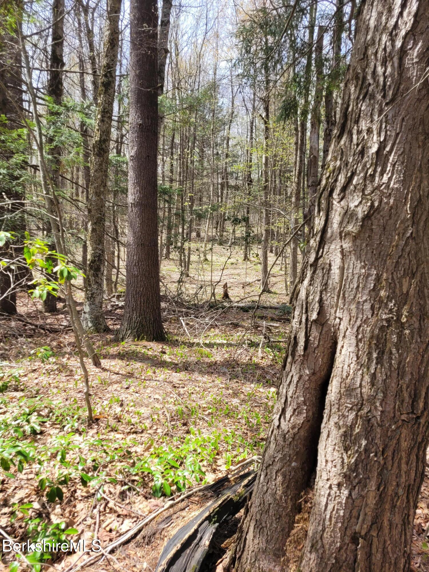 Lot 3 Town Hill Road Sandisfield, MA 01255 - Photo 11 of 16 20260428_115850