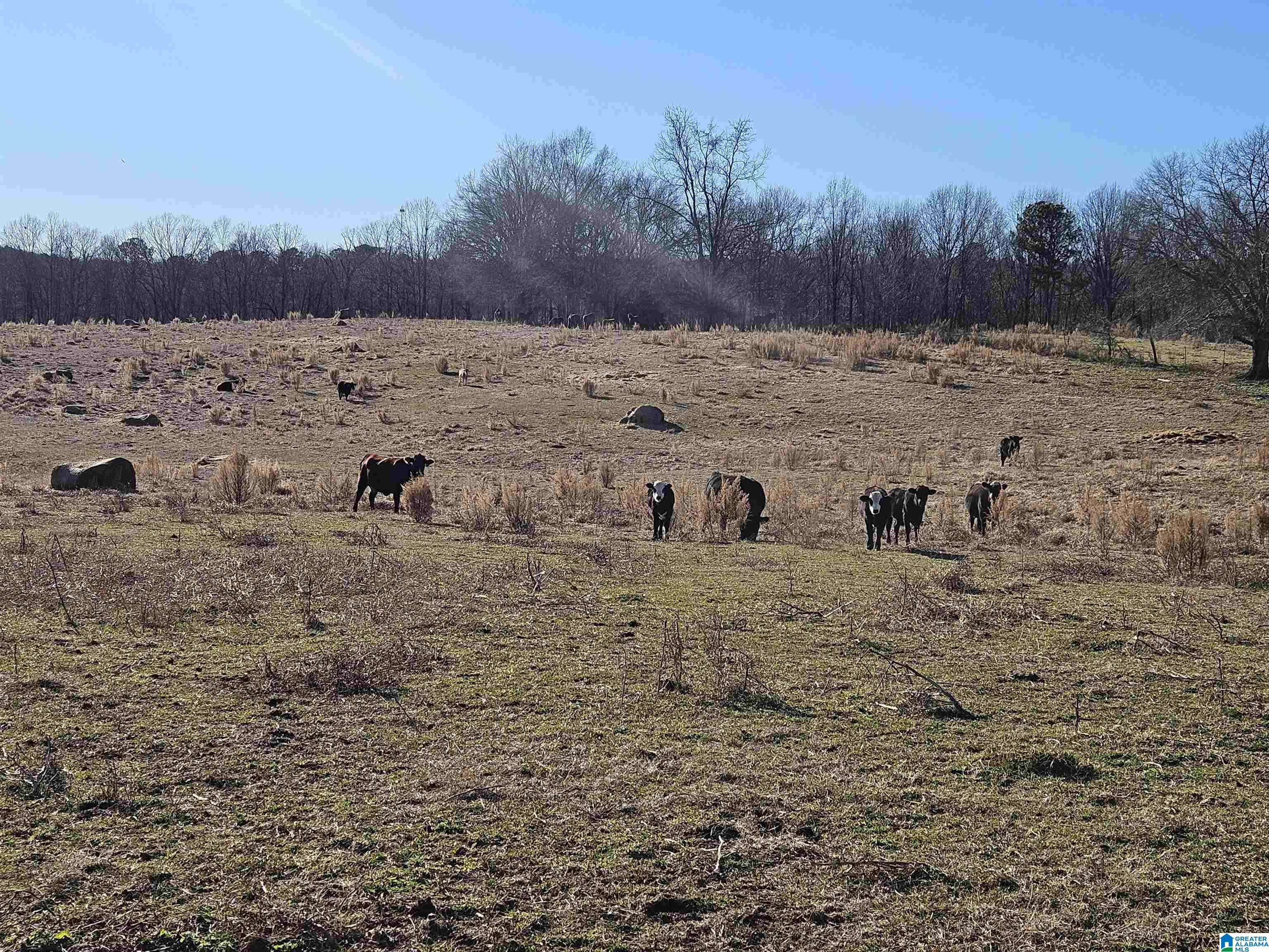 682 County Road 832 Logan, AL 35098 - Photo 9 of 48