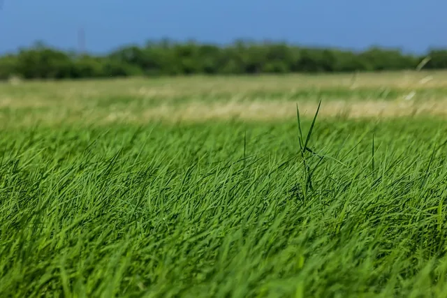 $795,000 | 88291 Suaa Rd Well, Lohn, TX 76852