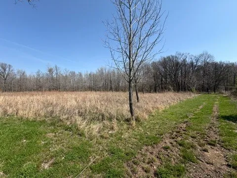 a view of a yard with a tree