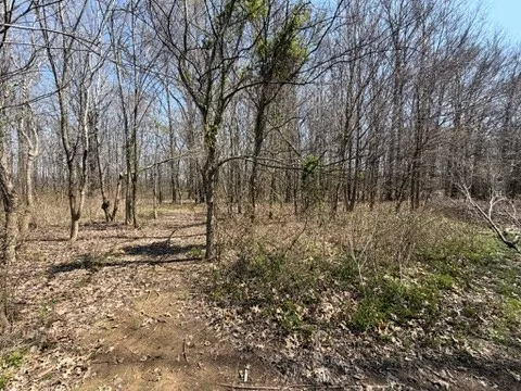 a view of a yard with large trees