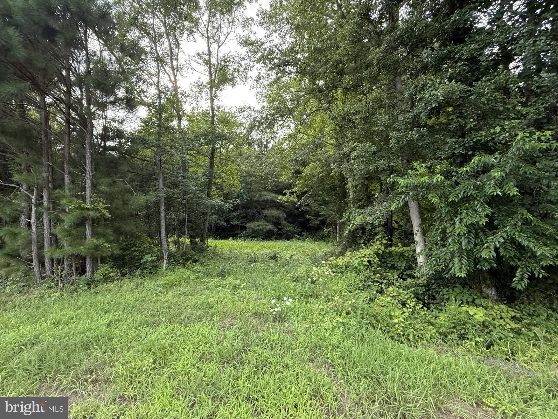 a big yard with lots of green space and deers