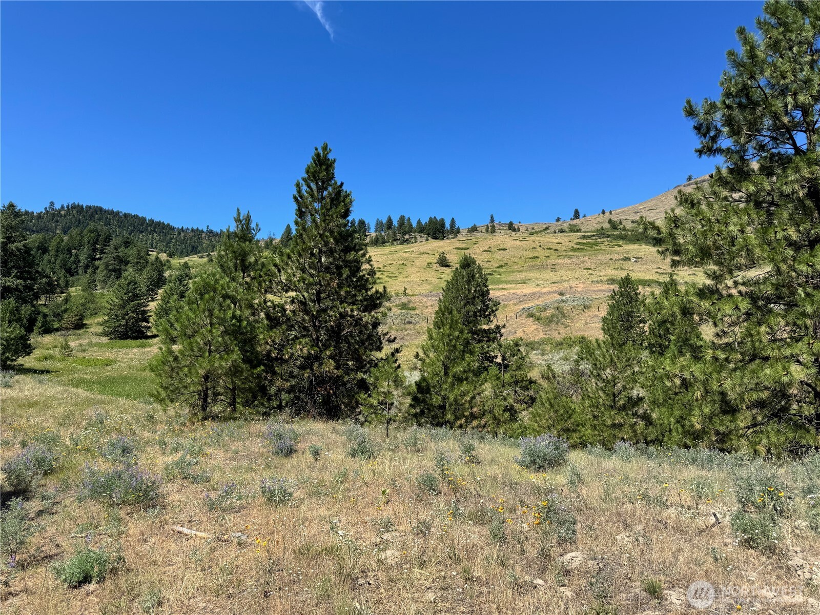 1 A Lundimow Meadows Road Curlew, WA 99118 - Photo 11 of 23 a view of a large yard with lots of bushes