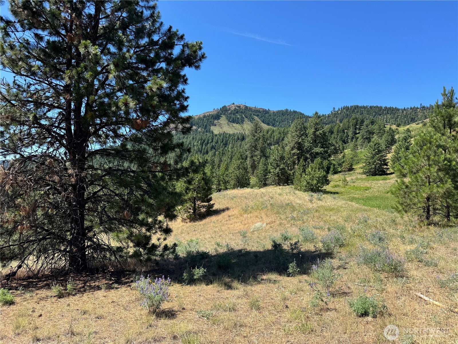 1 A Lundimow Meadows Road Curlew, WA 99118 - Photo 12 of 23 a view of a yard