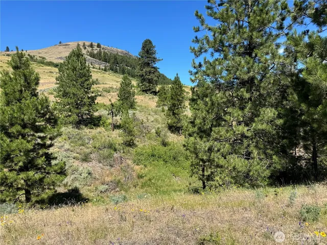 a view of a large tree