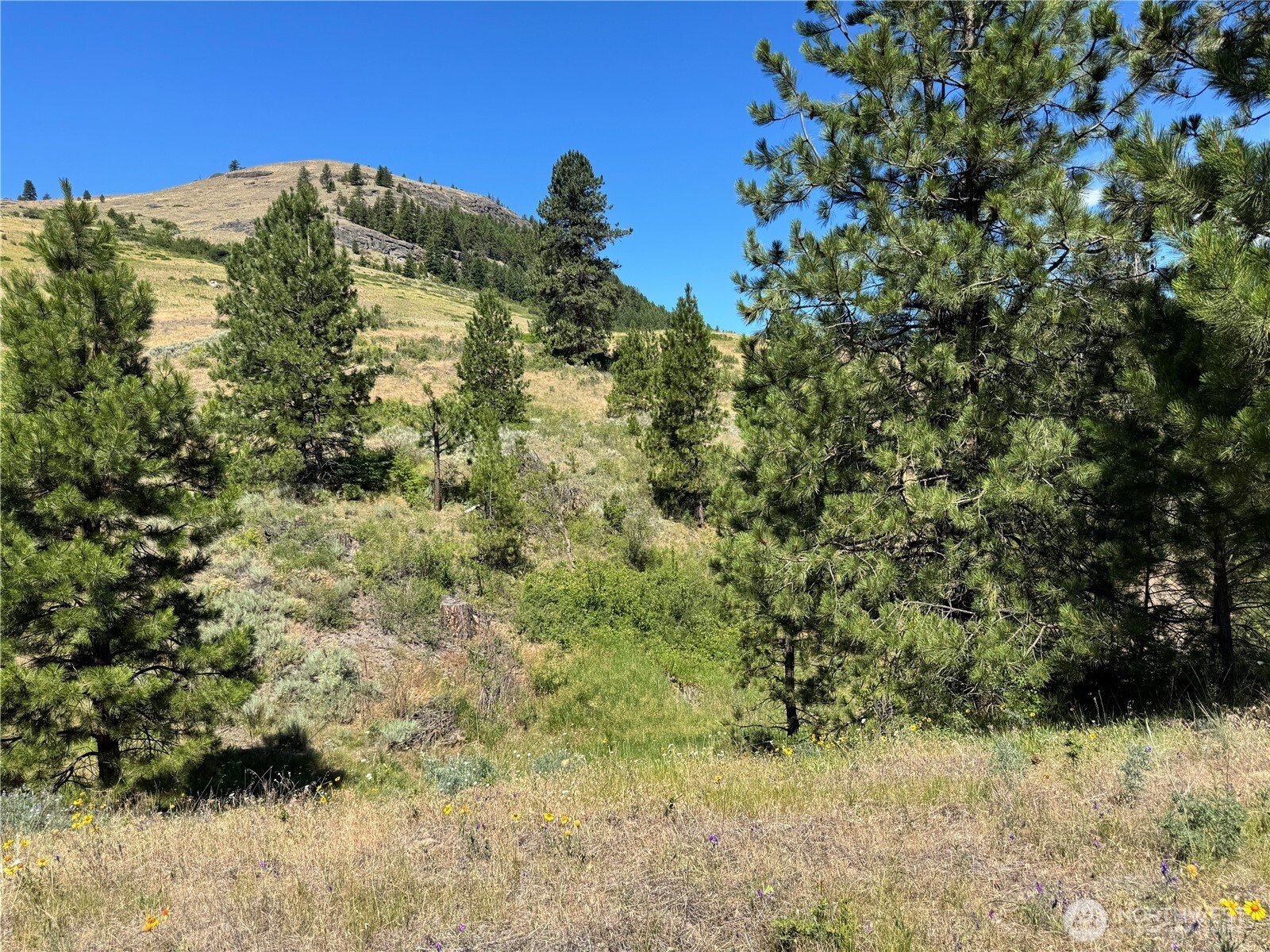 1 A Lundimow Meadows Road Curlew, WA 99118 - Photo 15 of 23 a view of a large tree