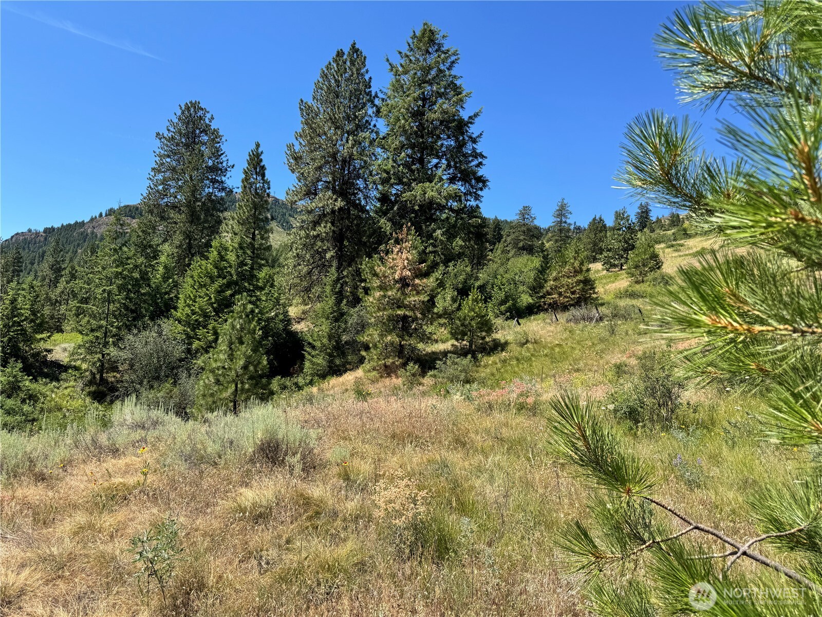 1 A Lundimow Meadows Road Curlew, WA 99118 - Photo 19 of 23 a view of a lush green forest with lots of trees