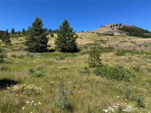 a view of a large tree with a yard