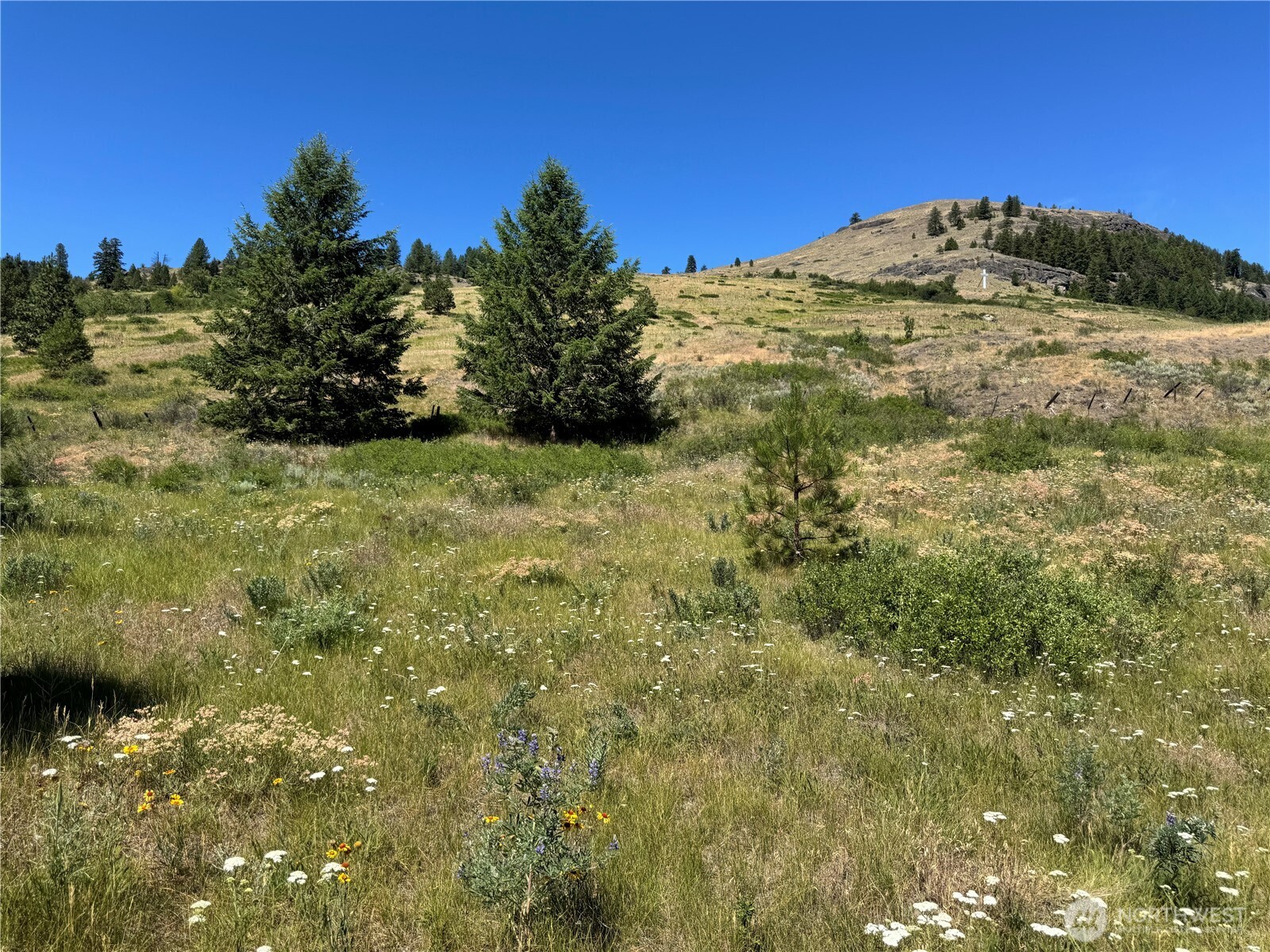 1 A Lundimow Meadows Road Curlew, WA 99118 - Photo 20 of 23 a view of a large tree with a yard