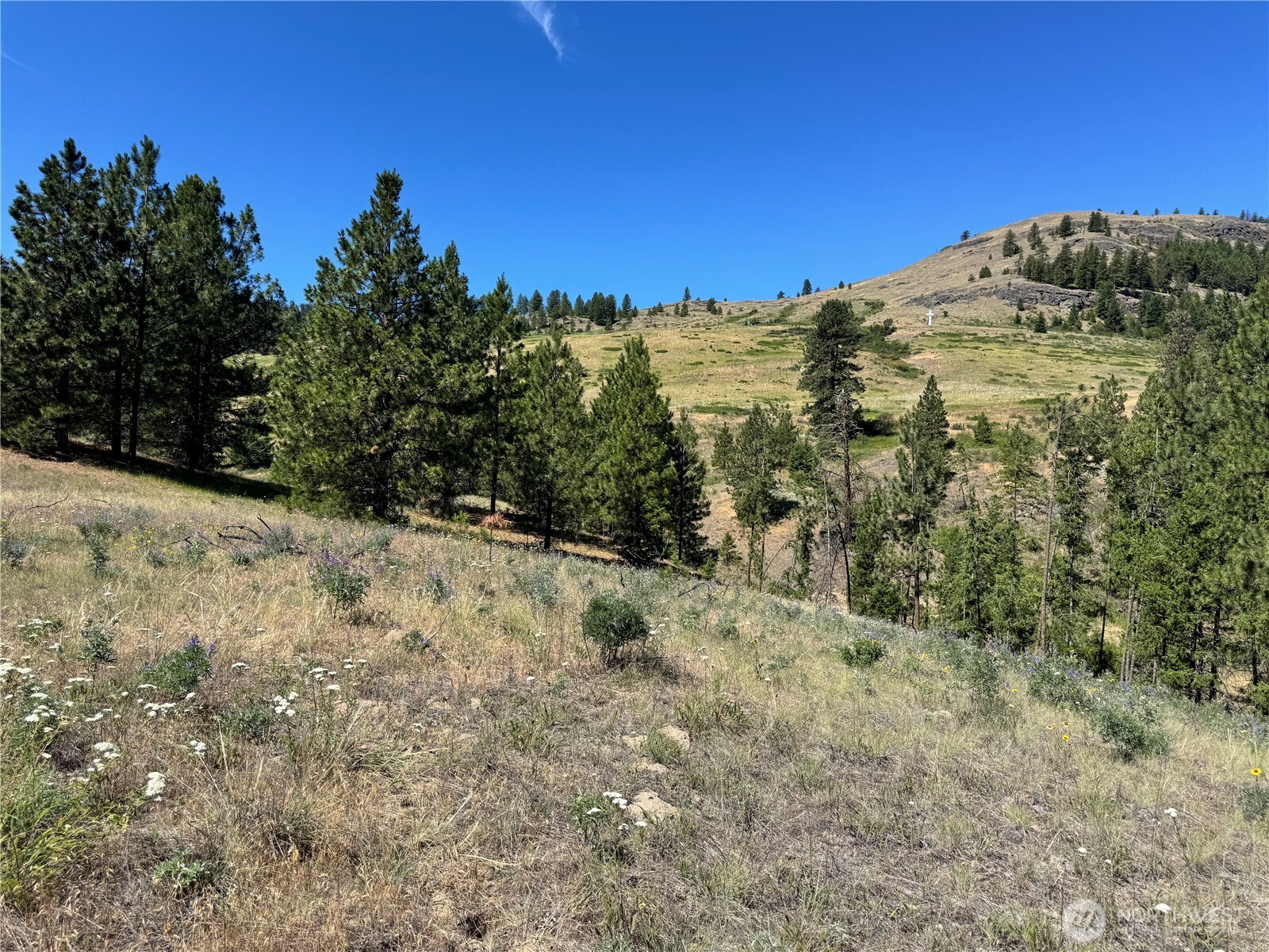 1 A Lundimow Meadows Road Curlew, WA 99118 - Photo 2 of 23 a view of a yard with a tree