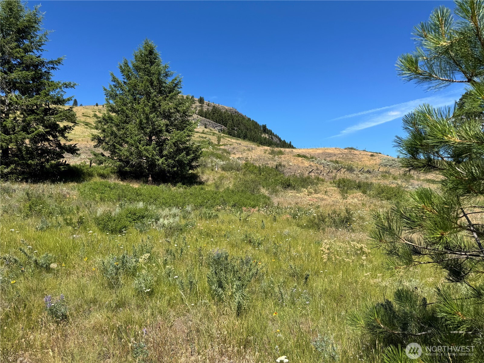 1 A Lundimow Meadows Road Curlew, WA 99118 - Photo 21 of 23 a view of a big yard with plants and large trees