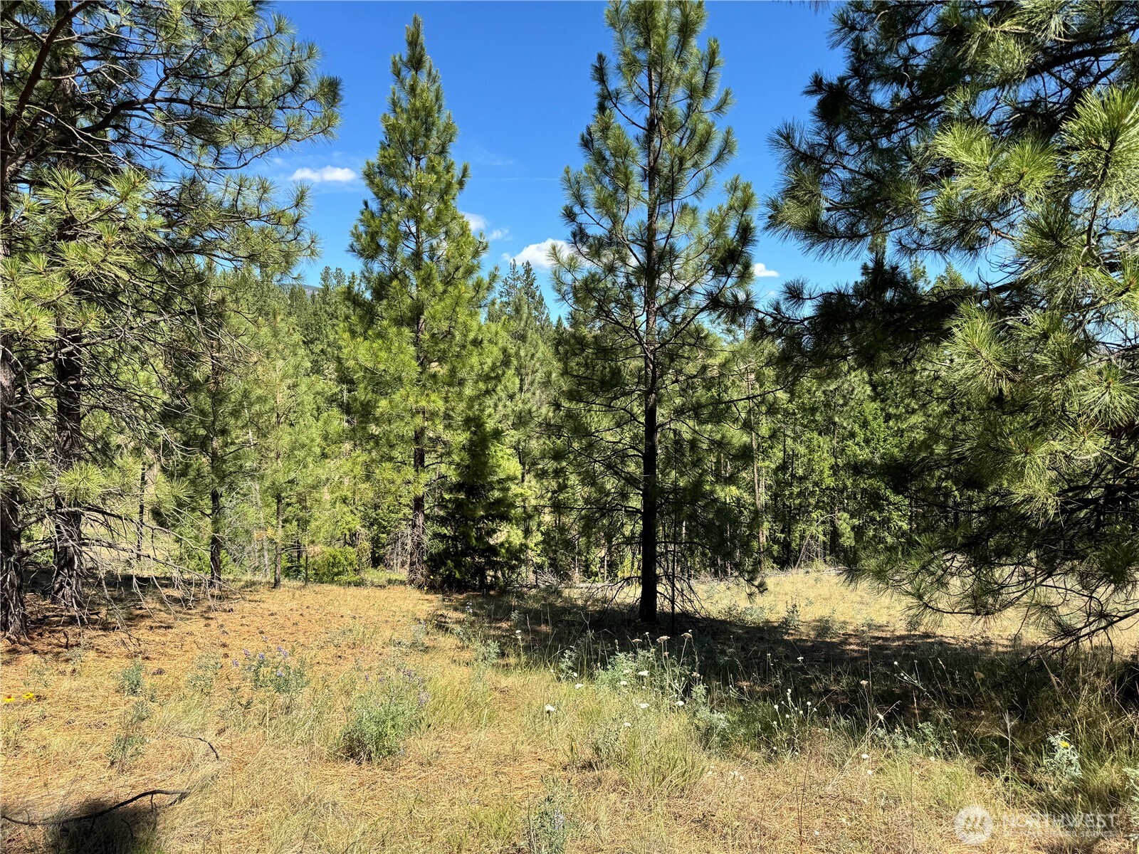 1 A Lundimow Meadows Road Curlew, WA 99118 - Photo 8 of 23 a view of a yard with large trees