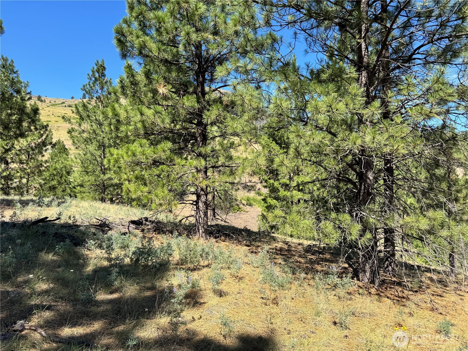 1 A Lundimow Meadows Road Curlew, WA 99118 - Photo 9 of 23 a view of a tree